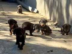 Disponibili 5 puiuti rasa Teckel