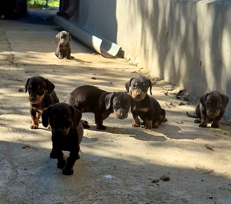 Disponibili 5 puiuti rasa Teckel