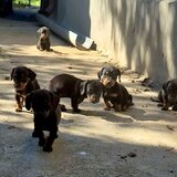 Disponibili 5 puiuti rasa Teckel